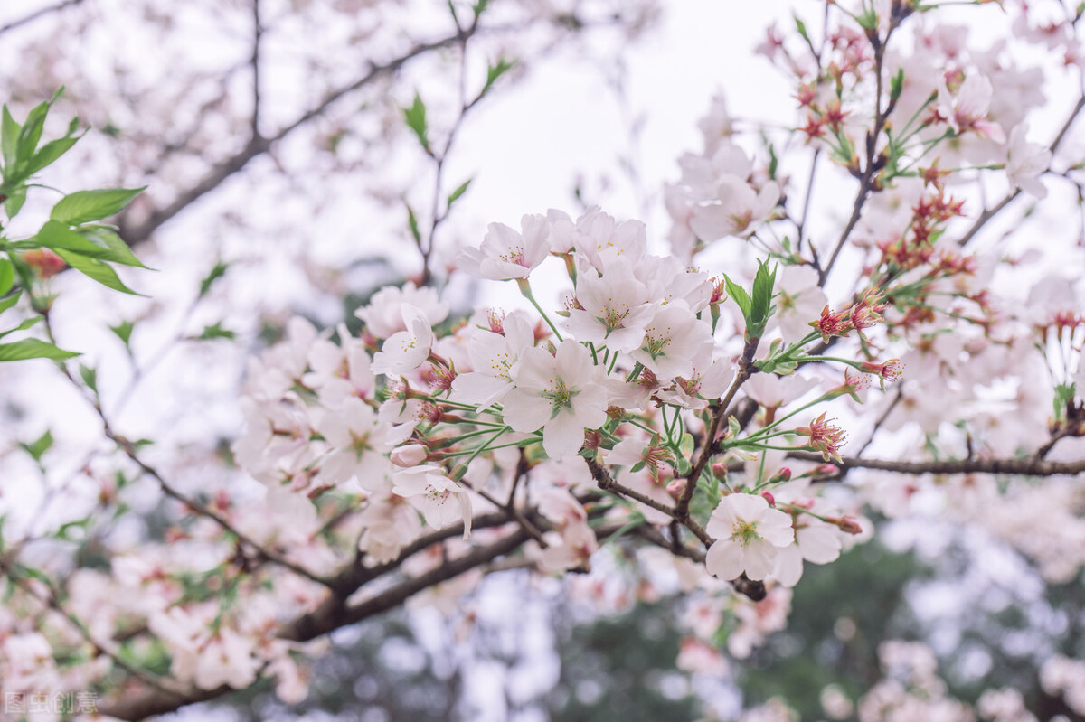 写作素材系列5：环境描写——花（花不同时期的形态状态）