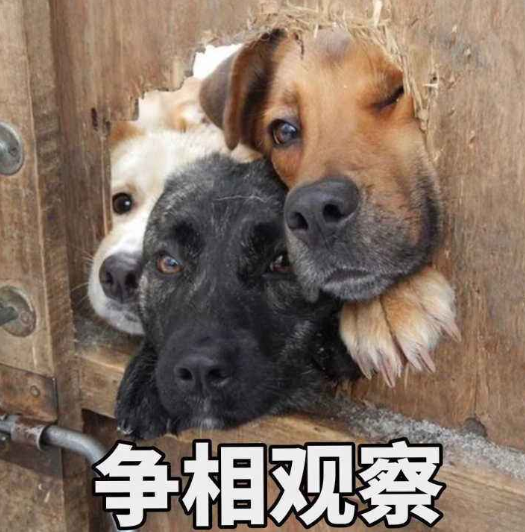 智商排名前3和后3的几种狗，养起来区别还挺大