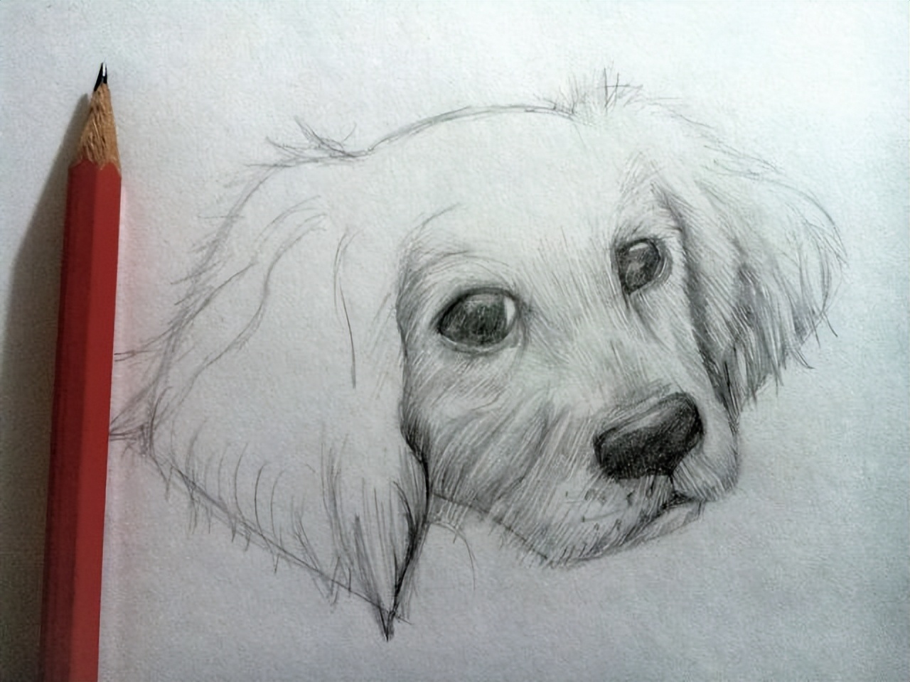 用一只简单的铅笔画狗(91张)