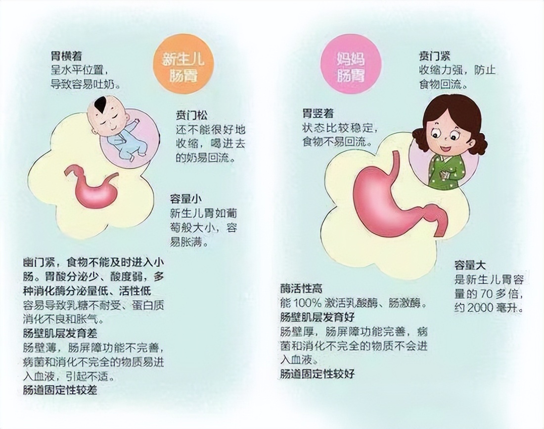宝宝不是,他们的胃呈水平方向;另外,新生宝宝的胃还有个特点:贲门松弛