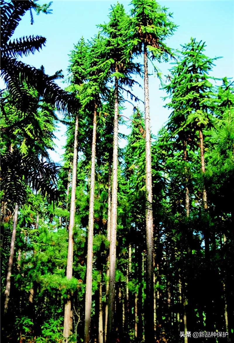 “万能之木”—杉木授权新品种