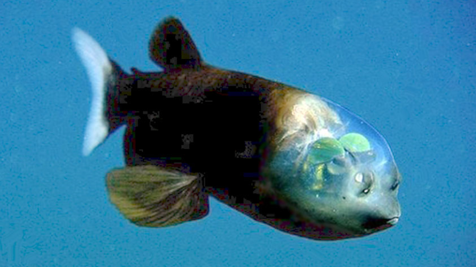 深海龍魚,深海龍魚圖片