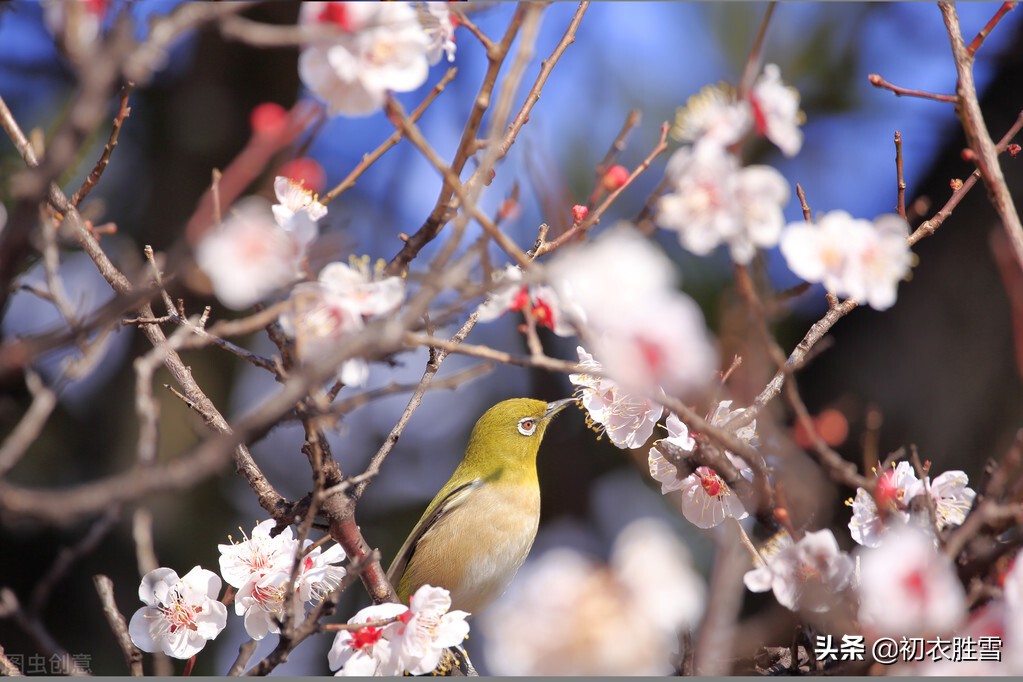 ​唯美春节古诗三首：春还春节美，春日春风过，春情处处多