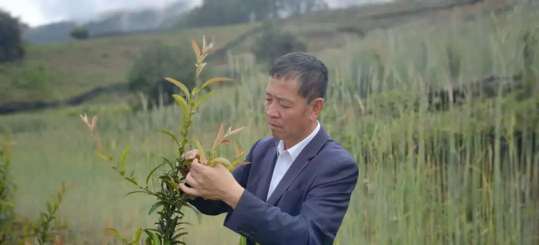 乡村振兴 | 泸水木瓜庄园里，不止有木瓜，还有……
