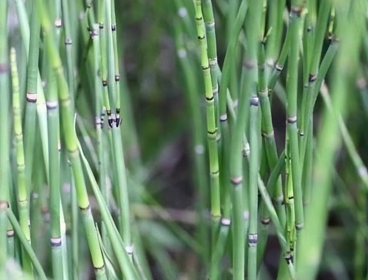 节节草是什么？（节节草泡脚有什么好处？）