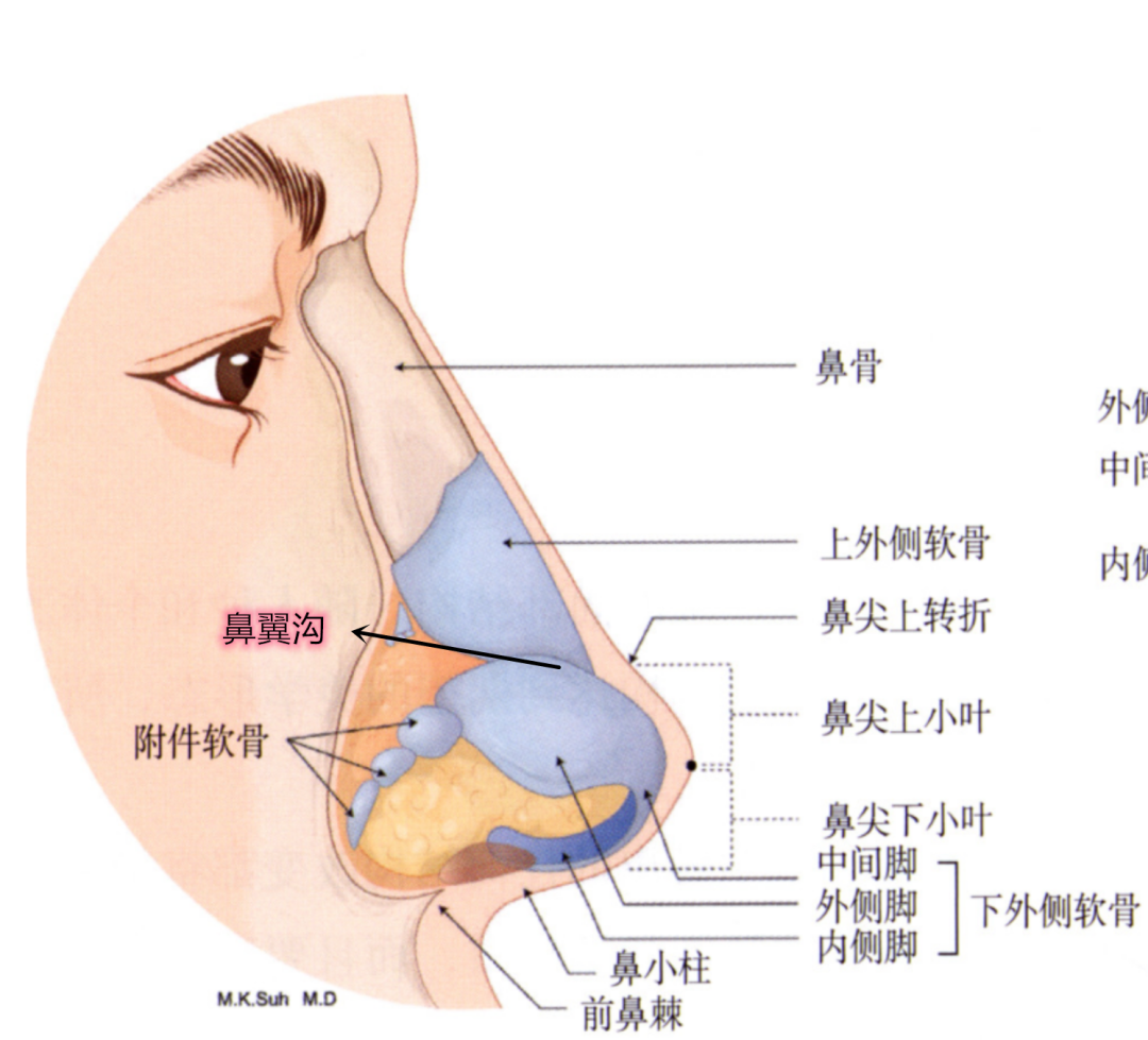 鼻梁骨图片 结构图图片