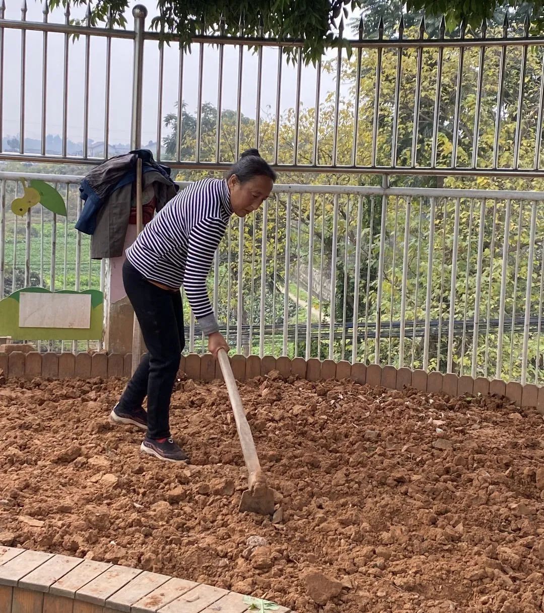 以劳动之名 收获成长之乐｜新兴小学开展“小农夫”劳动教育课程