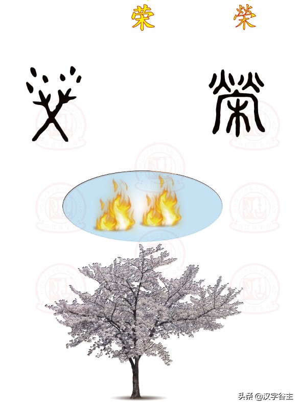 汉字植物：认知“花、华、荣、英、秀”之间汉字思维关系