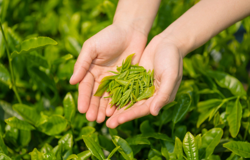 绿茶保质期(家里放了5年的绿茶，还能喝吗？绿茶的保质期到底有多久？)