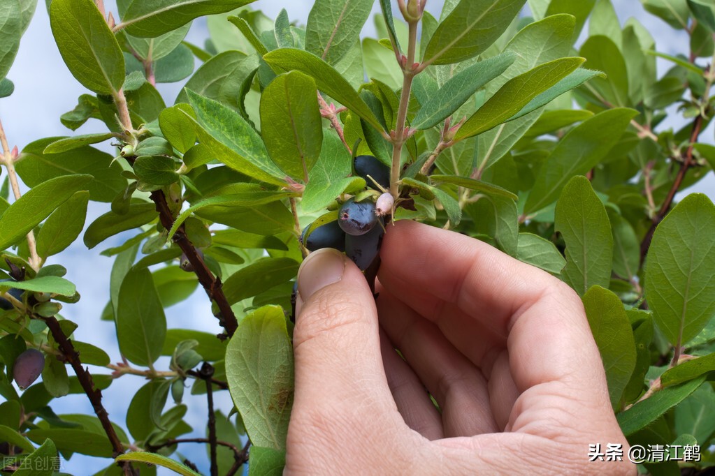 中药材种植种子处理很关键：精细做好六个环节，种植可提质增效