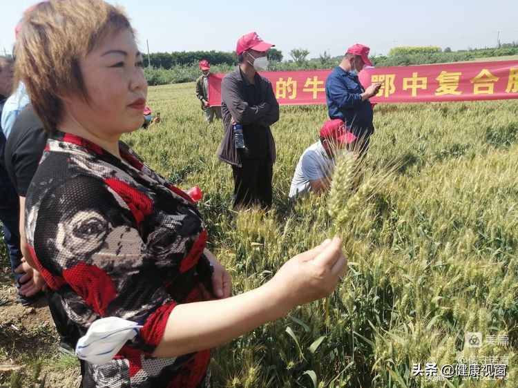 咸阳市礼泉县召开2022年夏粮生产暨小麦新品种观摩会