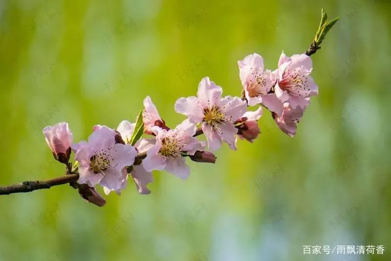 愿你春风过处，繁花似锦；愿你雨落之时，枝繁叶茂