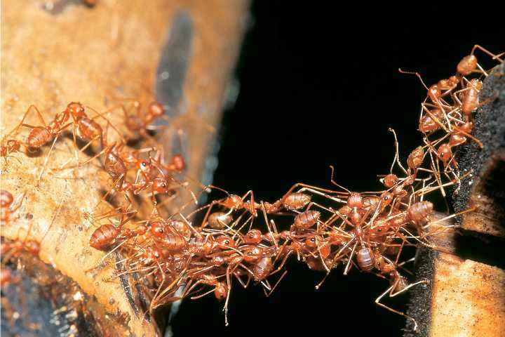 电影和故事中“吃人”的行军蚁，它们到底是怎么样的？