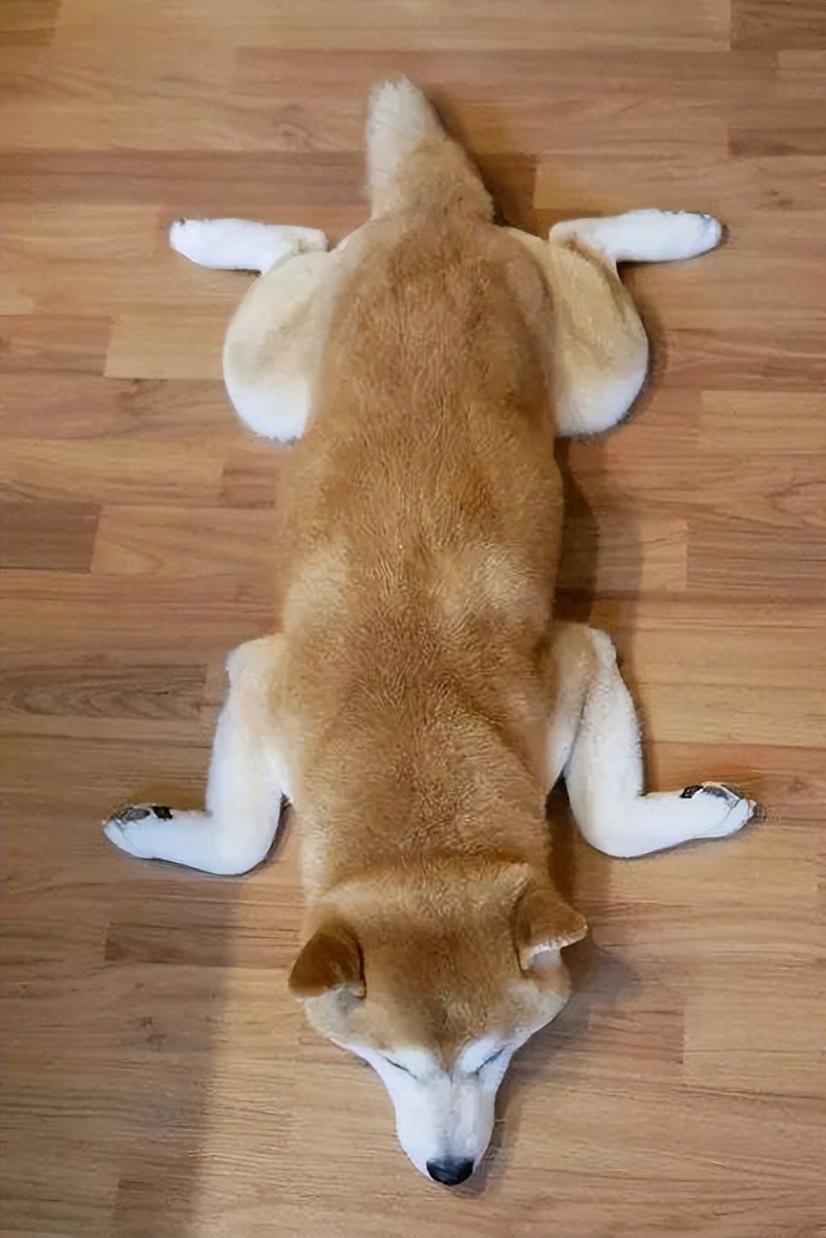 狗狗拉稀怎么回事？