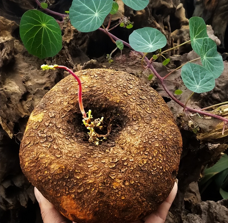 野生山乌龟多少钱一斤(山乌龟) - 价格百科