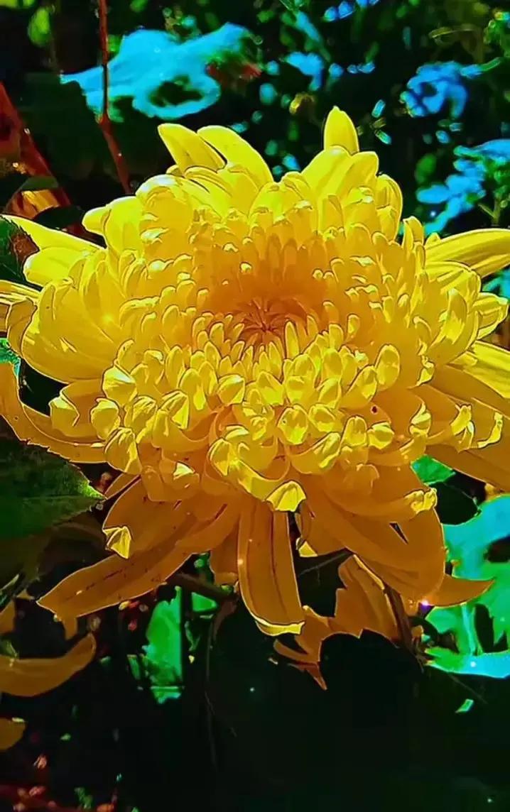 分享图片—漂亮的菊花