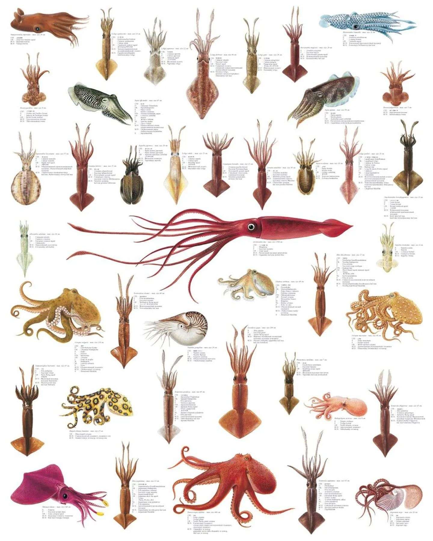 如何区分章鱼,墨鱼,鱿鱼,八爪鱼?它们有什么不同