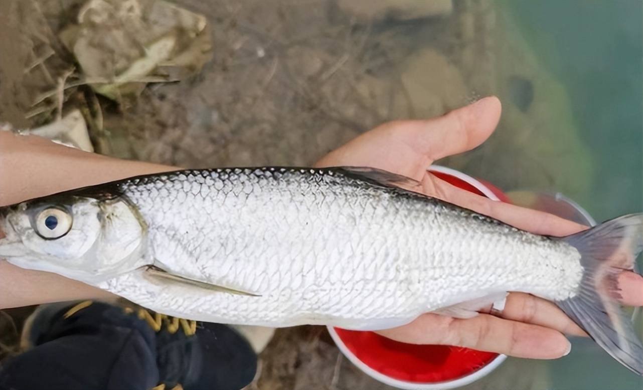 让钓鱼人恨之入骨的"白条"是怎样一种鱼?它最大能长到多大?