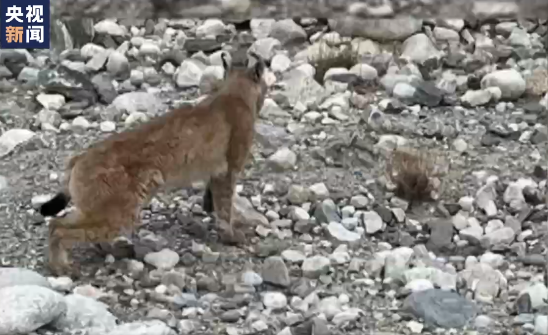 限行恢复！今天限行这俩尾号 | 冷空气继续，本周还有雨 | 去过外地这些地方要注意