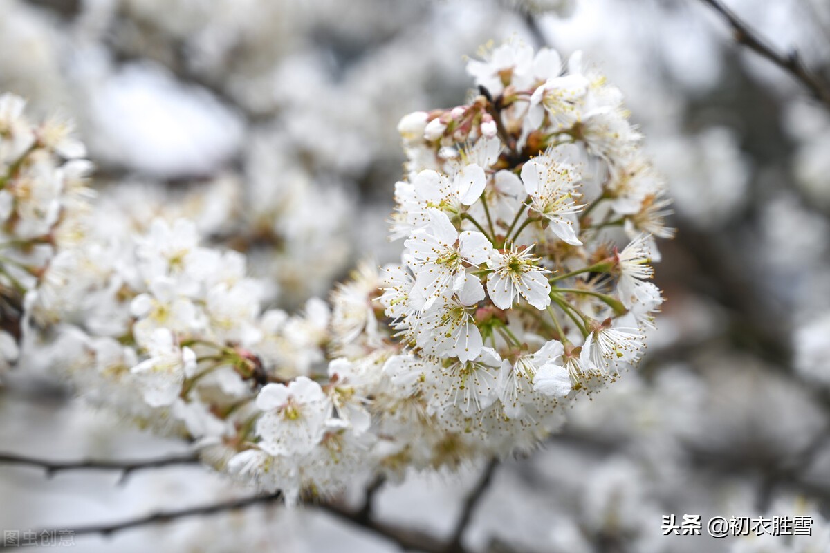 早春花信之樱桃花七首：樱桃千万枝，照耀如雪天