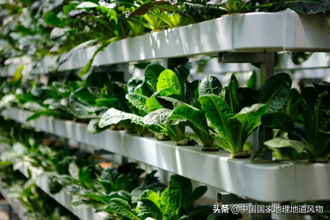 助力蔬菜自由，山东、河南、河北、江苏四省，种菜到底有多猛？