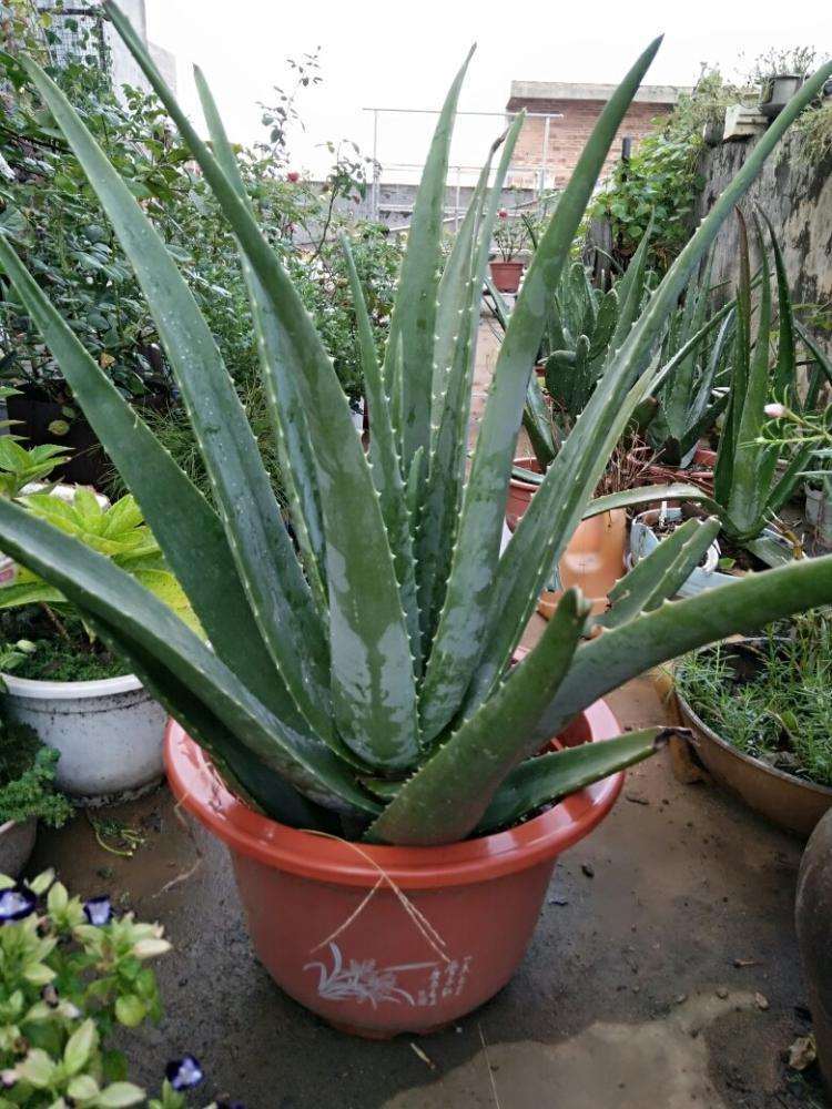 养盆大芦荟,就像"小药箱",掰个叶子抹抹脸,又白又漂亮