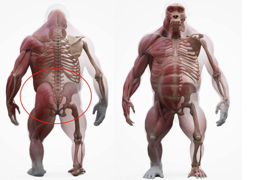 人类生理结构的不合理，明明是最高等生物，却出现了这种问题