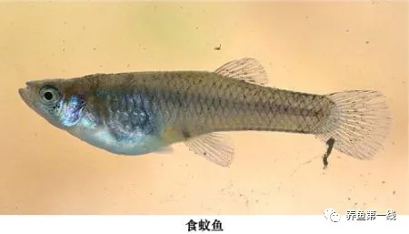 鱼对环境颜色有偏好 特定色光可以促进鱼类生长