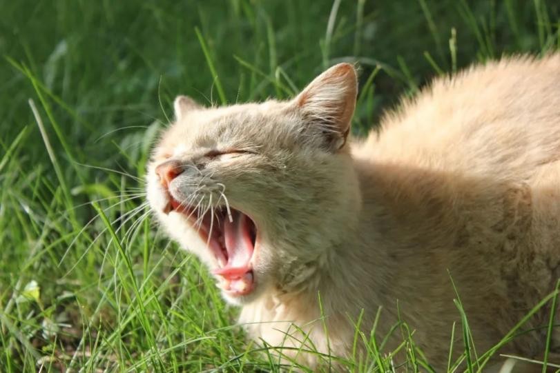 多图预警！兰大最美“校花”心动来袭，颜值超高，简直太惊艳！