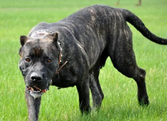 见到一定绕道走!地表战斗力爆表的12种猛犬,一獒战三狼战狮子?