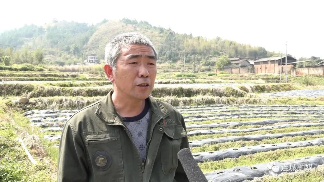 「全面推進鄉(xiāng)村振興」廟前：大力發(fā)展檳榔芋種植 全面助力鄉(xiāng)村振興