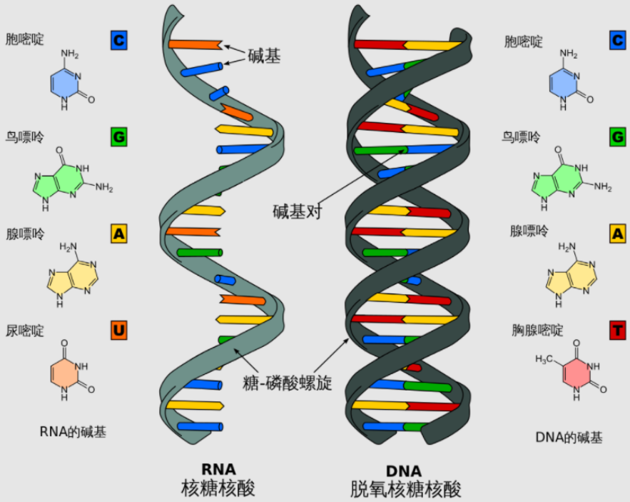 由于碱基戊糖残基的化学成分,dna链具有方向性.