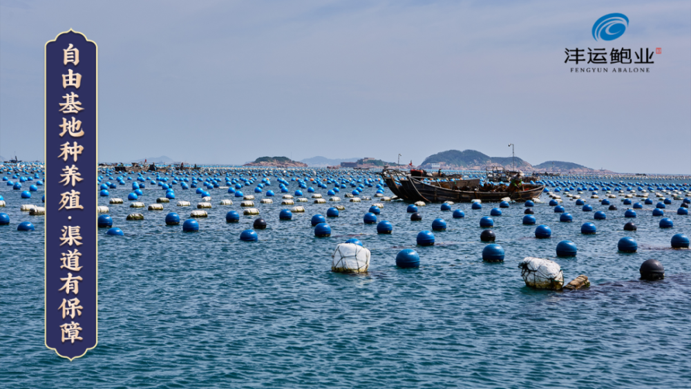 践行乡村振兴！浸泡行业25年，沣运鲍业引领“连江鲍鱼”新机遇