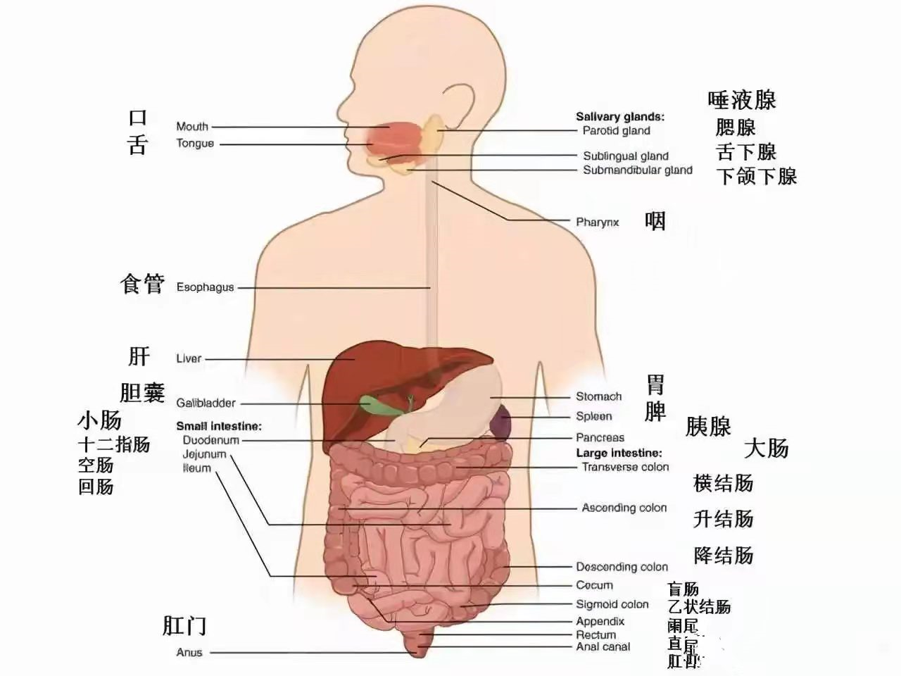 对应着不同的器官,比如:在人体的左边:左上腹位置,有脾,胃,和结肠脾曲