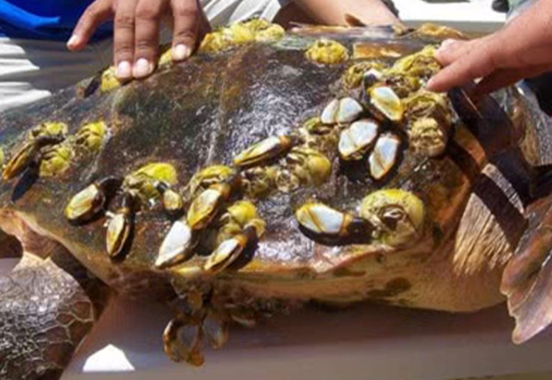 海洋害虫藤壶到底有何特别之处鲸鱼海龟都深受其害