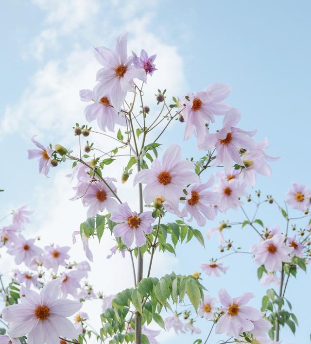 代表暗恋失败的花(表达暗恋失败了的诗)