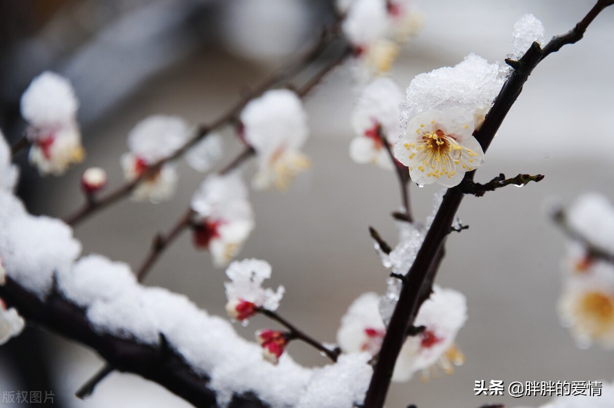 定定住天涯，依依向物华；寒梅最堪恨，常作去年花