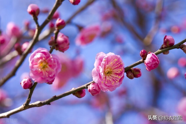 宋朝早春人日清新古诗六首：满地茸茸百草芽，又得红梅两树花