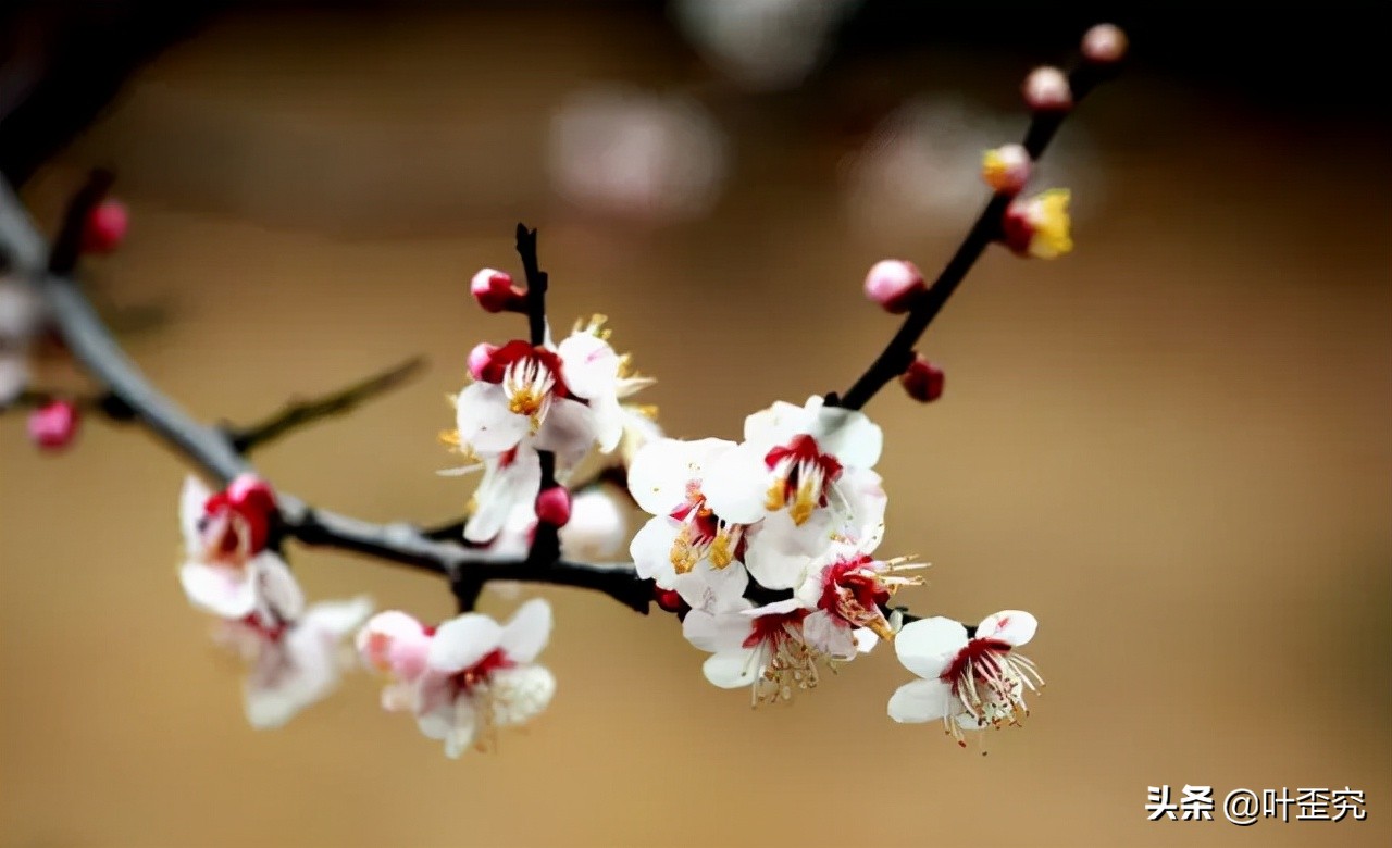 中国十大名花，您都知道吗？