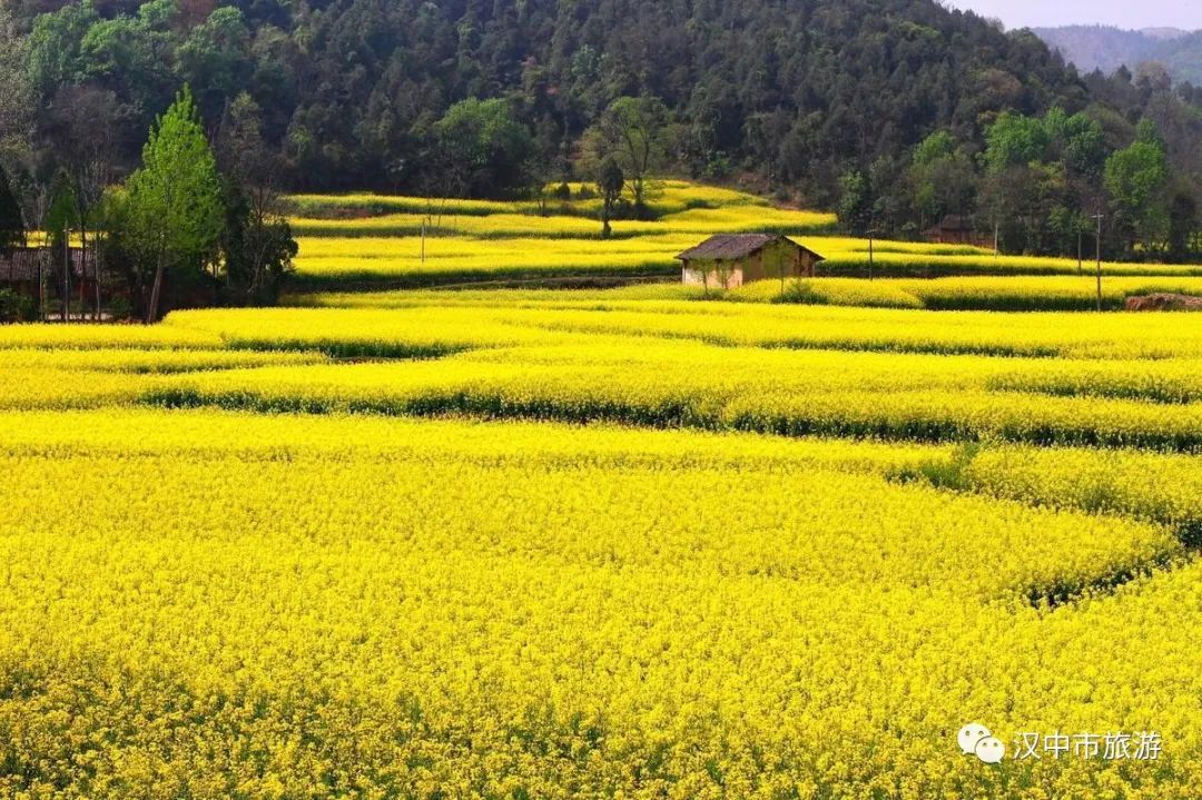 重磅！2022中国最美油菜花海汉中旅游文化节最全优惠政策来啦！