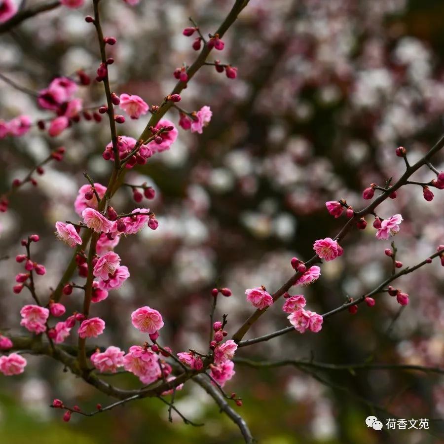 愿以后的日子经典句子(时光易老，流年易换，愿你余生日子清静，所求皆遂愿)