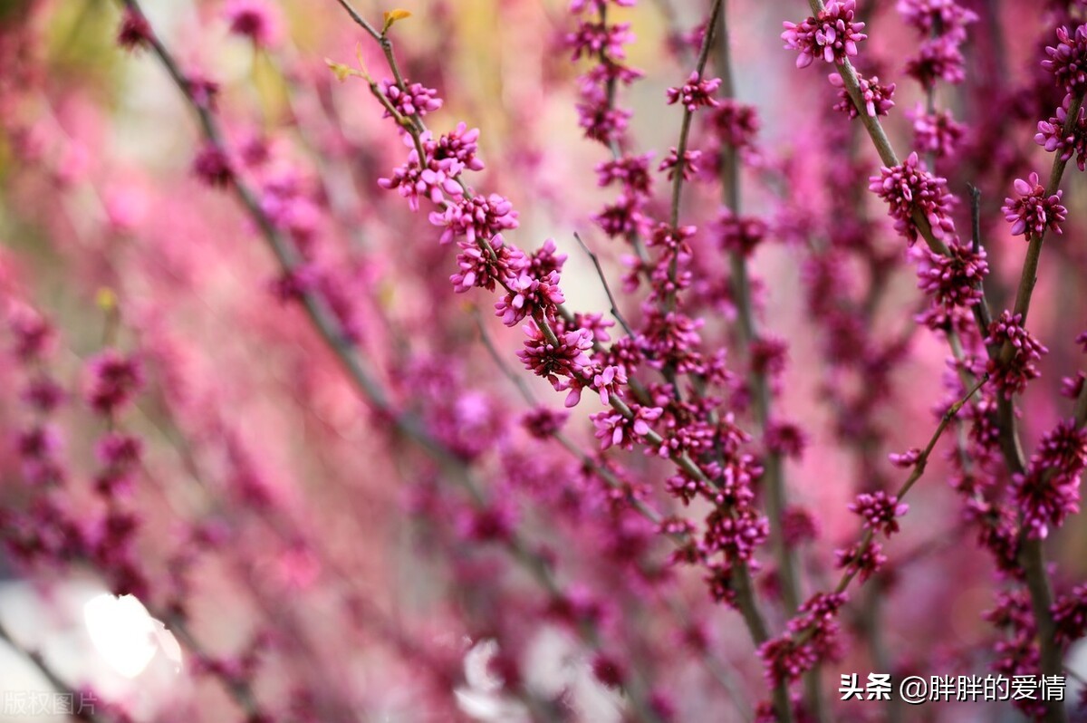 顺生而行，不沉迷过去，不狂热地期待未来，生命这样就好