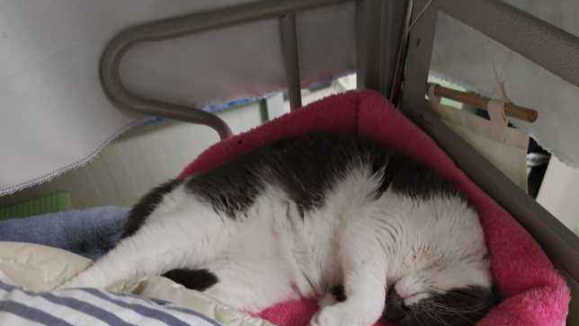 想对大学里养猫的同学说：请不要将爱心带到宿舍，我不喜欢猫