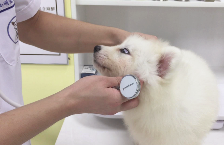 狗狗交配后，为什么会流血？这正常吗？