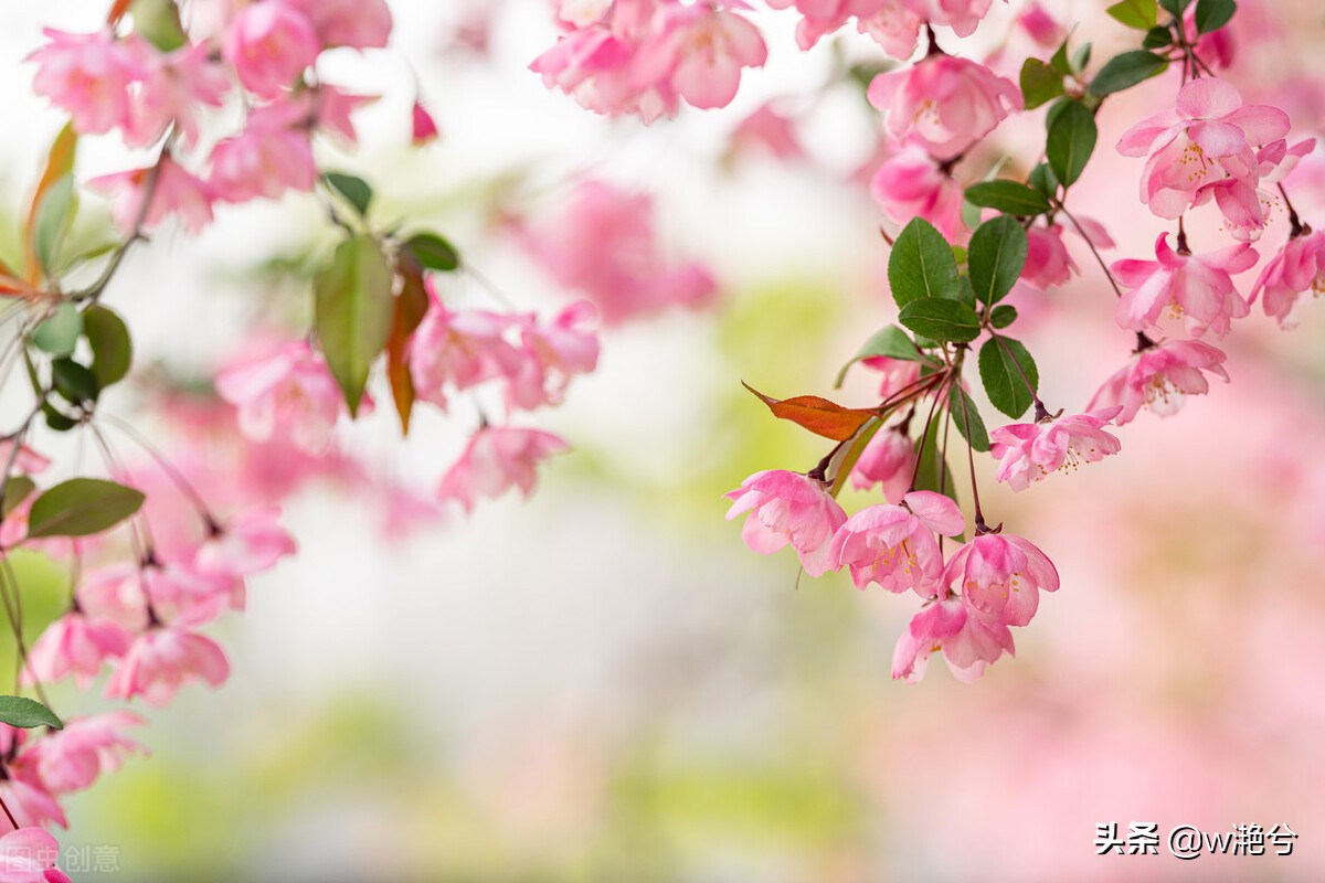 春天的颜色——红白黄紫绿
