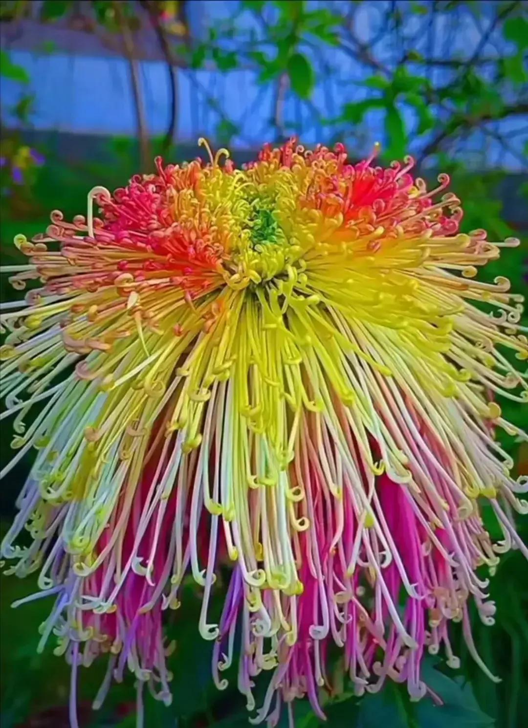 分享图片—漂亮的菊花