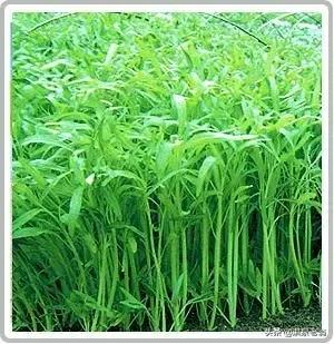 空心菜种子泡多久可以种（空心菜的种植技巧）