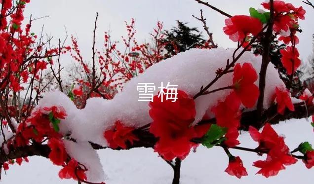 听，那是雪落的声音