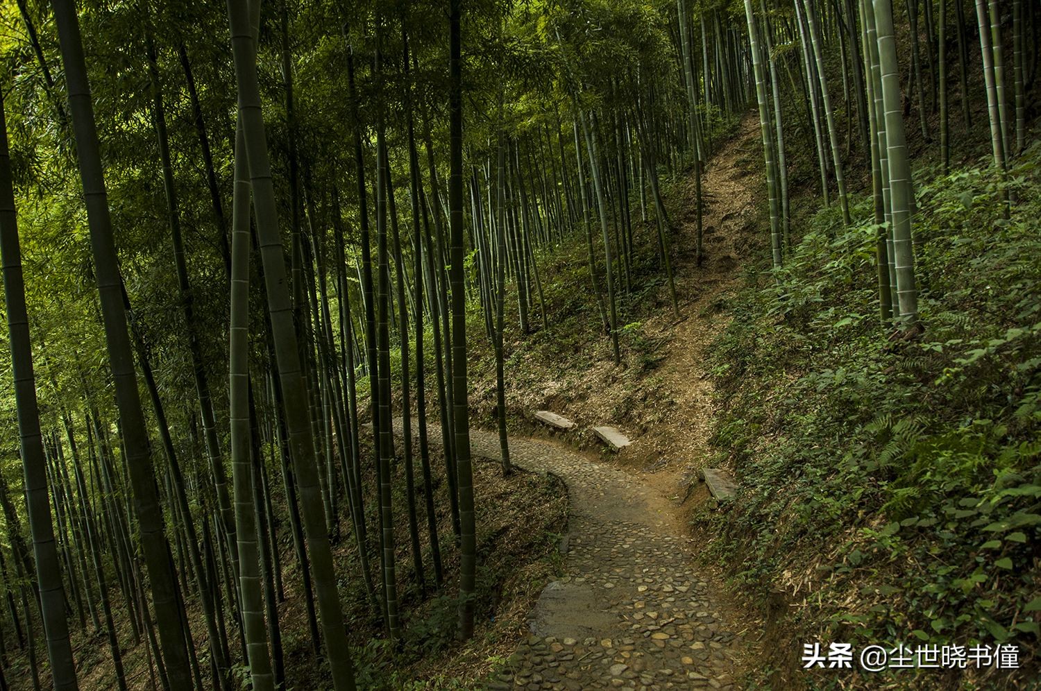 元稹的詠竹詩以小見大,寫出了竹子堅韌不拔的品格,讀後回味無窮