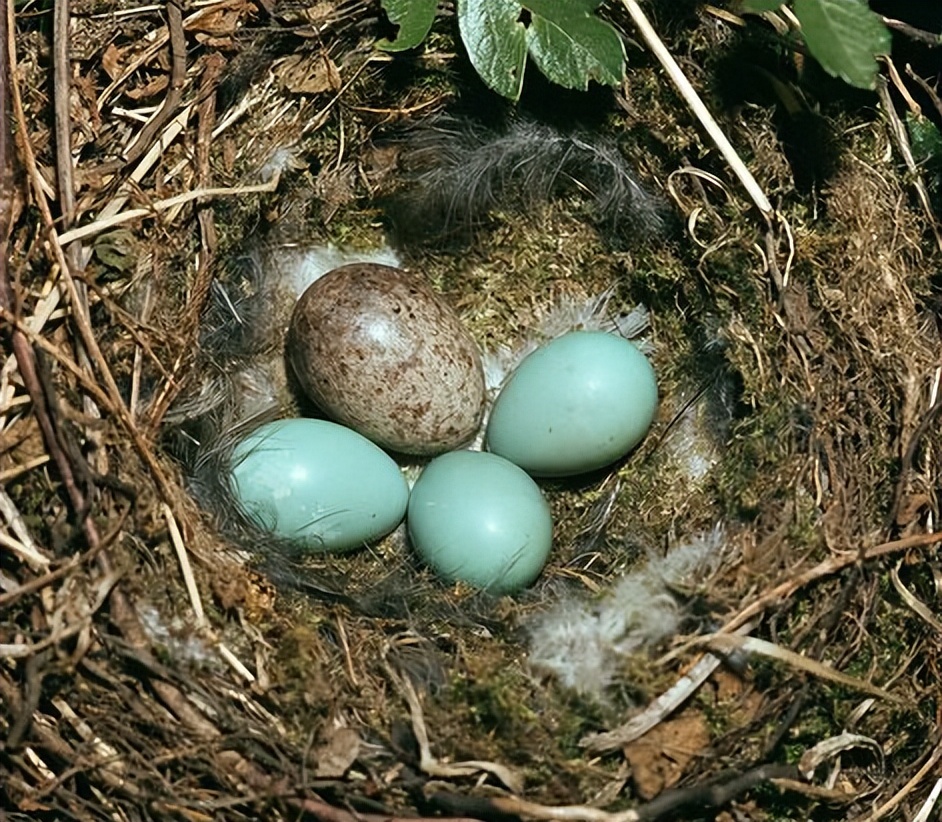 2016年红嘴蓝鹊多少钱(冤魂鸟) - 价格百科